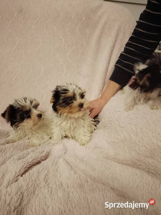 Sprzedam sunie Yorkshire Terrier Bewer Tanowo