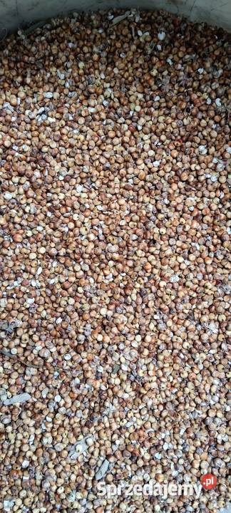 Sorgo ziarnowe czerwone Zbiór 2025 100 Hrubieszów
