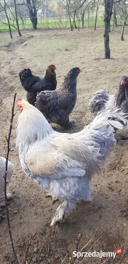 Sprzedam koguta brahma Isabell Limanowa