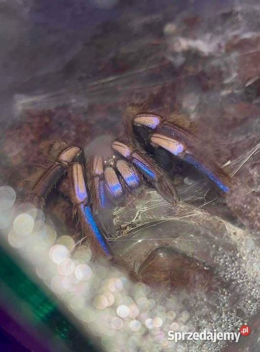Chilobrachys Natanicharum ex sp electric blue podkarpackie Rzeszów sprzedam