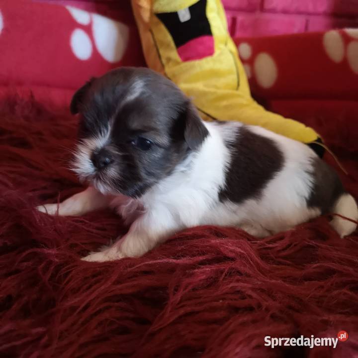 Shih Tzu odchowany piekny piesek Szczecinek