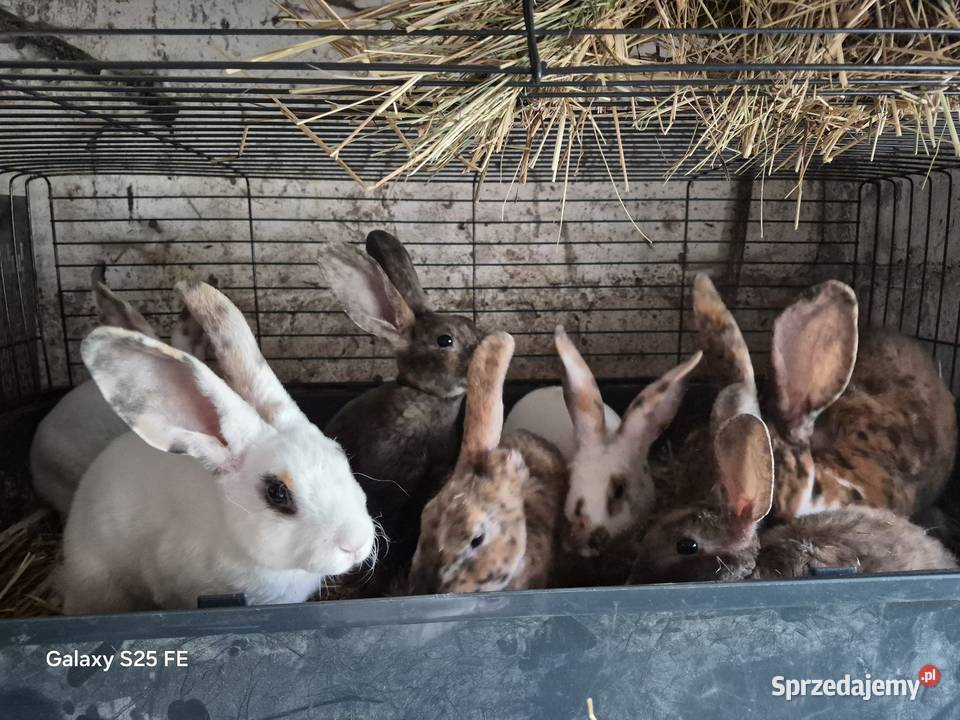 Króliki rex trójbarwny Dylągowa sprzedam