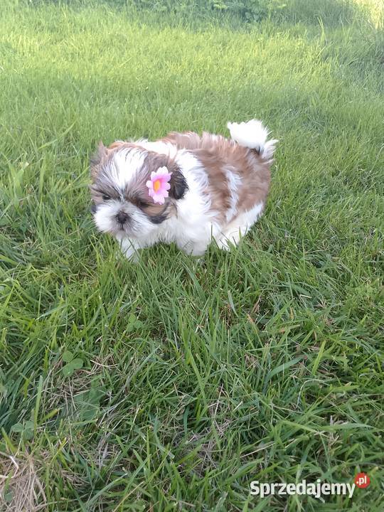 DO ODBIORU suczka ShihTzu tricolor Shih Tzu Namysłów