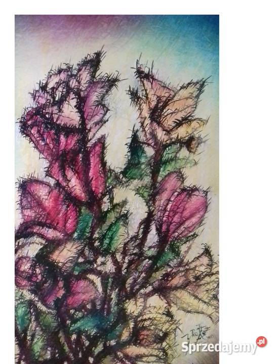 Niebiańskie Różyczki podkarpackie Jarosław