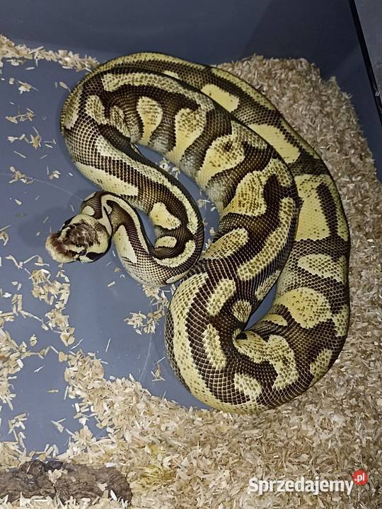 Samica pyton królewski citrus pastel enchi poss Warszawa