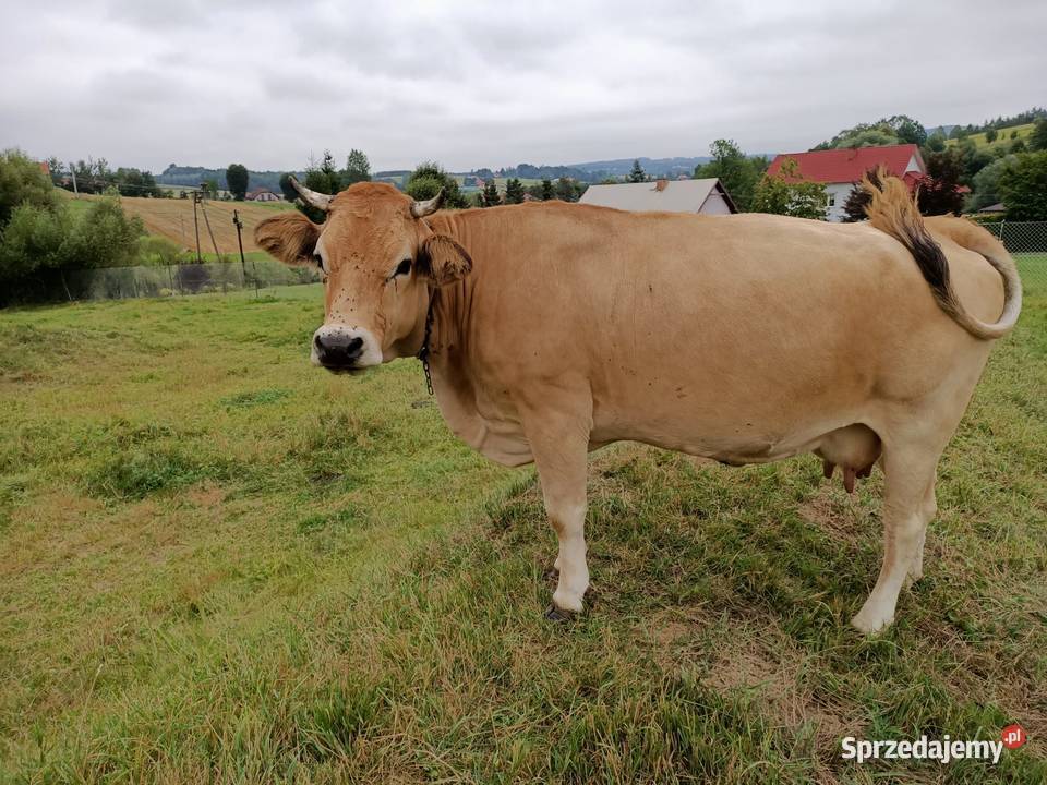 Krowa Piemontese 3 letnia cielna Łużna