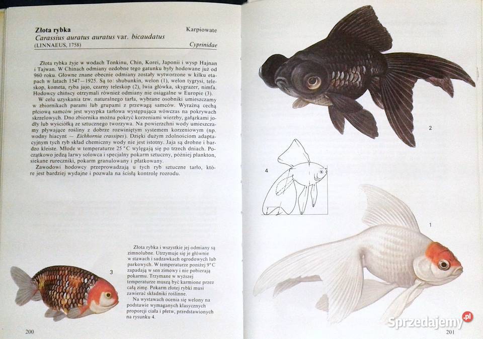 Ryby akwariowe Ivan Petrovicky lubelskie Chełm