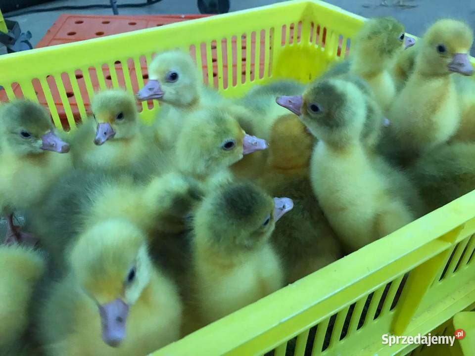 Pisklaki kury brojler Rosa Brązowa Blue Giełda zwierząt Września