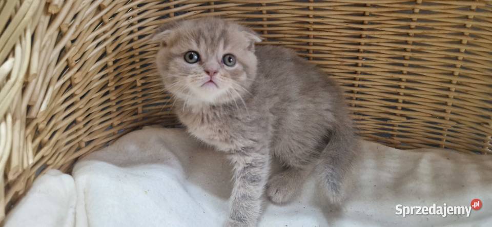 Kocurek Szkocki liliowy pręgowany zwisłouchy Katowice