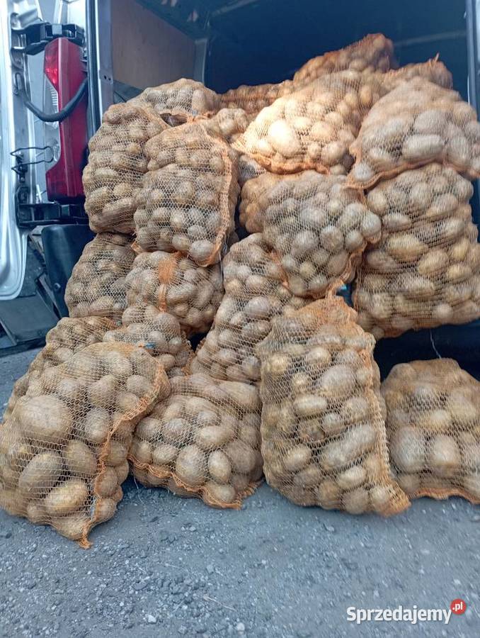 Swojskie ZIEMNIAKI Już na ZIMĘ SUPER Odm GALA Golasowice
