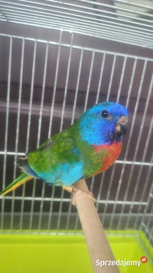 Samiec łąkowki wspanialej Ptaki Wieliczka sprzedam