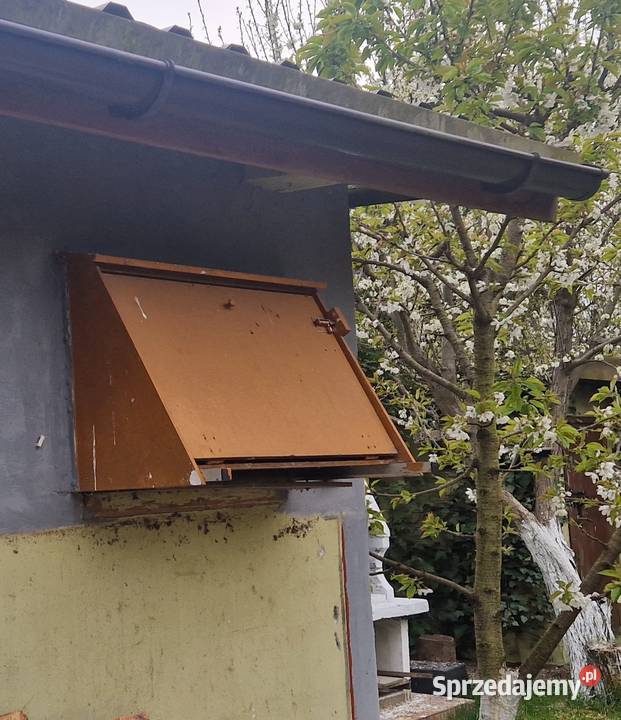 Wylot gołębi Oława