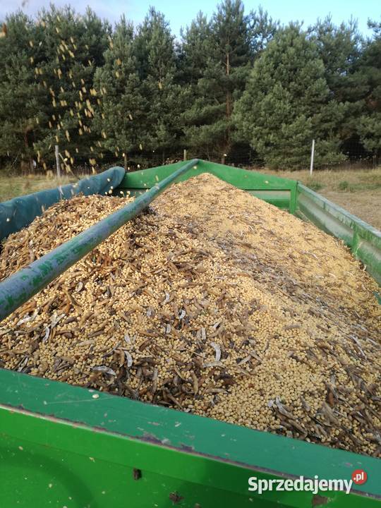 Soja nasiona sprzedam Cieszanów