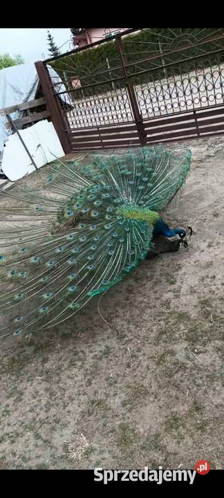 Pawie JAJA LĘGOWE mazowieckie sprzedam