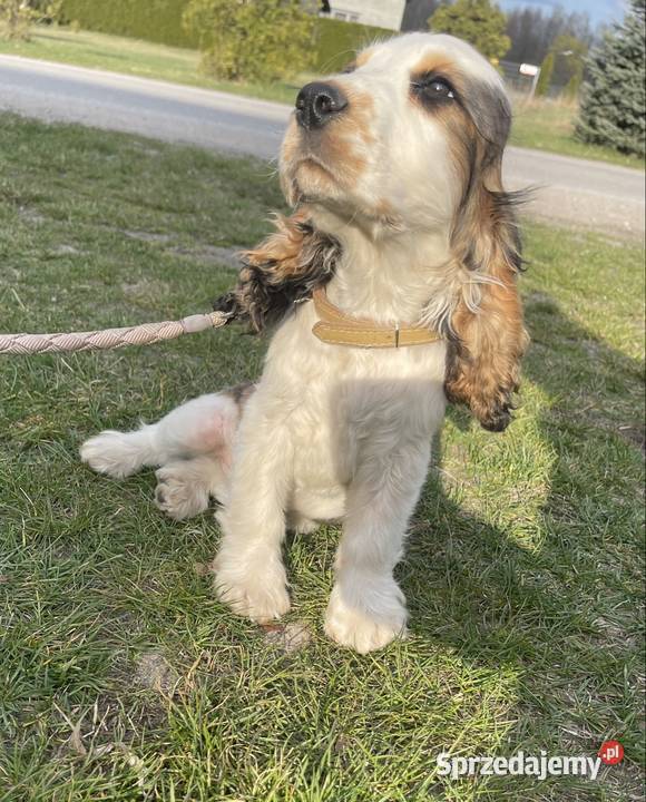 Cocker Spaniel Angielski mazowieckie Wyśmierzyce