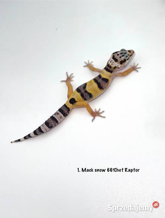 Kolorowe gekony lamparcie z hodowli 2026 wielkopolskie Poznań sprzedam