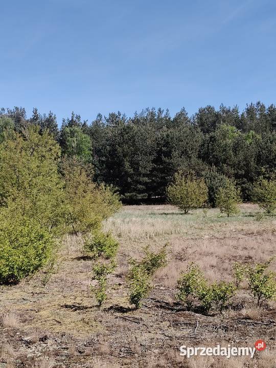 DZIAŁKA BUDOWLANA 70zł/m2 Włocławek