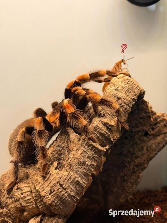 Brachypelma Hamorii Samice Samce Pozostałe Głogów