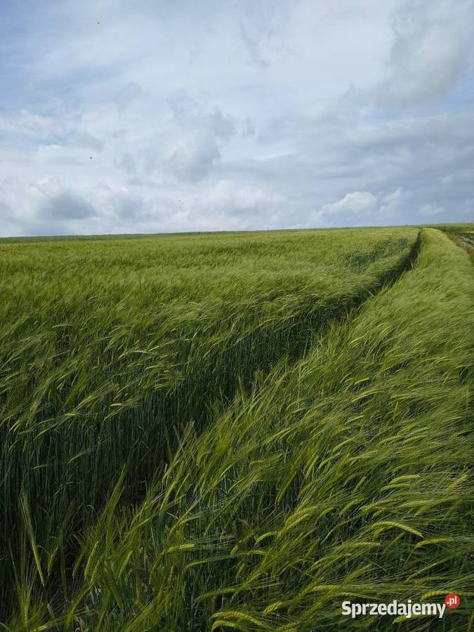Sprzedam jęczmień ozimy świętokrzyskie Sędziszów sprzedam