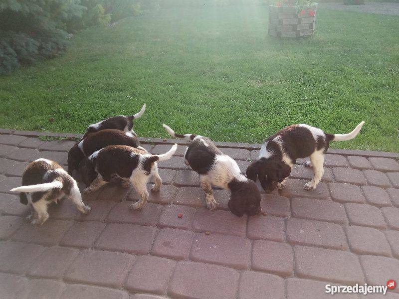 Mały Munsterlander Kazimierza Wielka