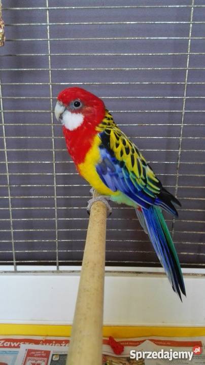 Sprzedam rozelle białolicą Stara Kuźnia