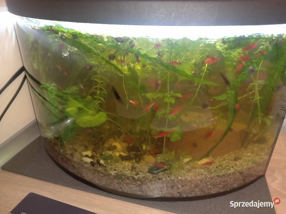 Młode molinezje i mieczyki 5 sztukę Biała Podlaska