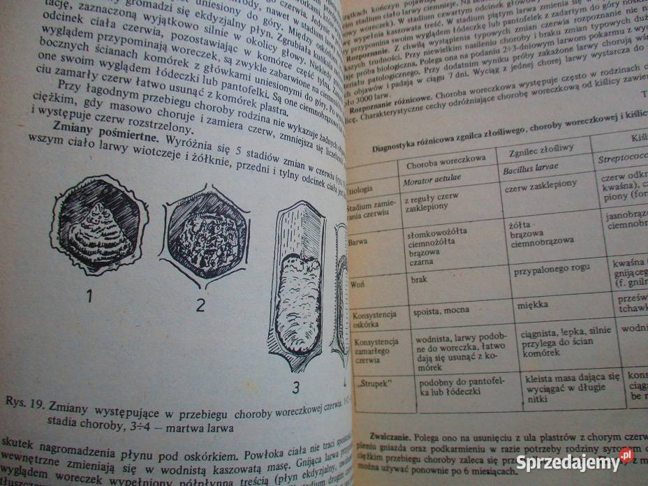 Pszczoły pszczelarstwo pasieka ule choroby sprzedam