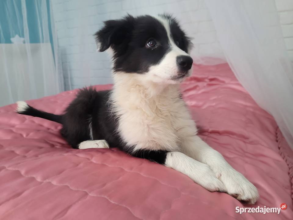 szczeniak suczka BORDER COLLIE czarnobiała Skołyszyn