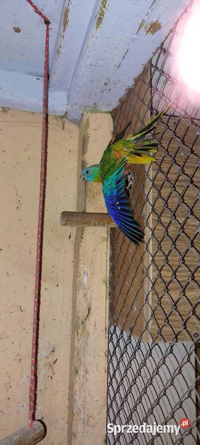 Świergot świergotka samiec Łużna