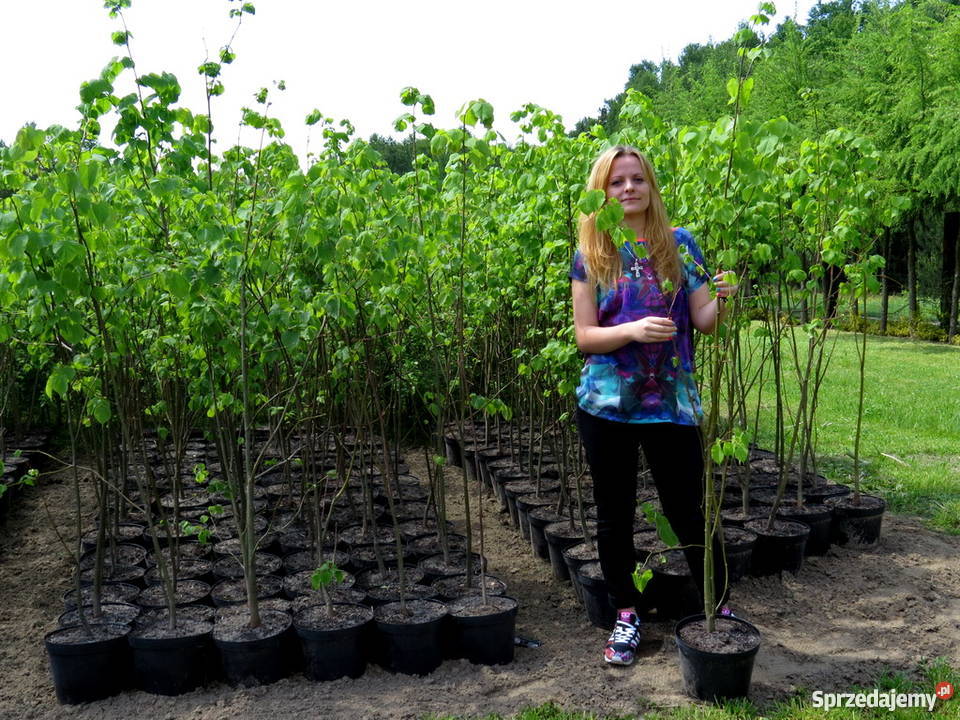 Duże sadzonki lipy 150 Miododajna lipa 5letnia Dom i Ogród lubelskie Wisznice sprzedam