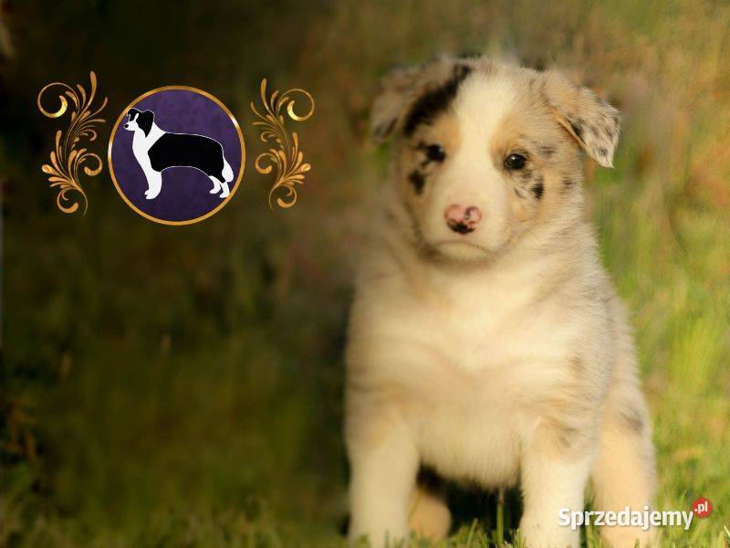 Border Collie Krótkowłose MEGA Pochodzenie FCI Jasienica Rosielna