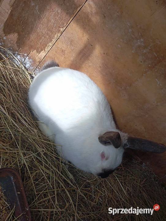 Sprzedam Króliki Króliki mazowieckie