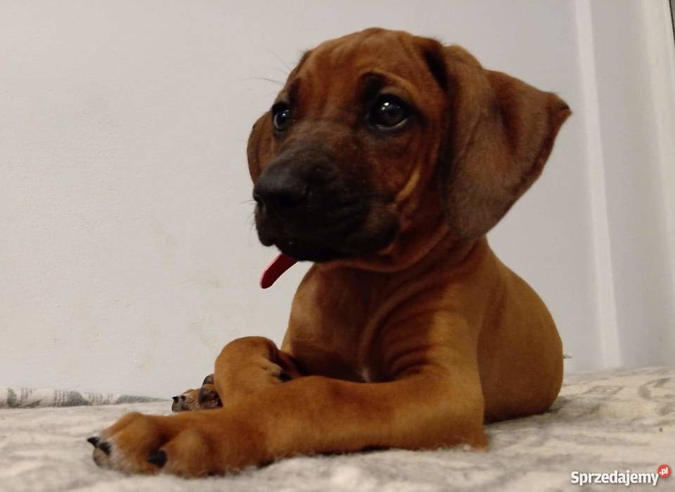Szczenięta Rhodesian Ridgeback mazowieckie Żabia Wola sprzedam