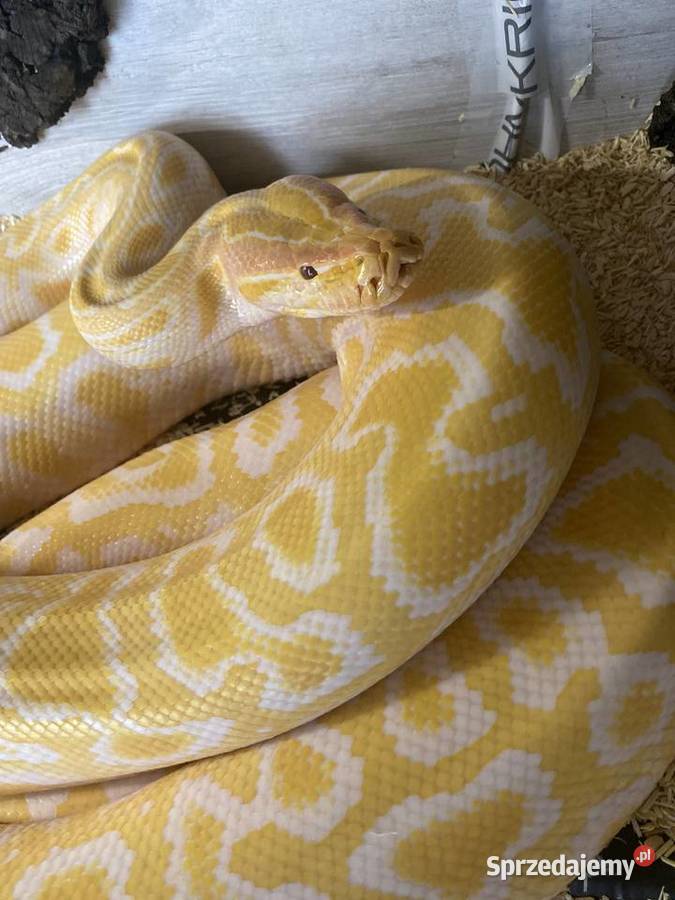 Pyton tygrysi samice Albino granit Jaworzno