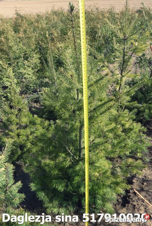 Daglezja sina Lipno sprzedam