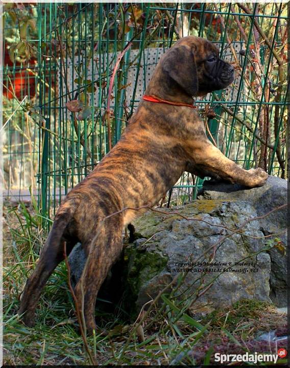Bullmastiff Lublin sprzedam