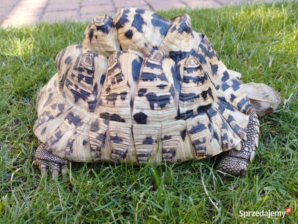 Żółw lamparci Stigmochelys pardalis Mosina sprzedam