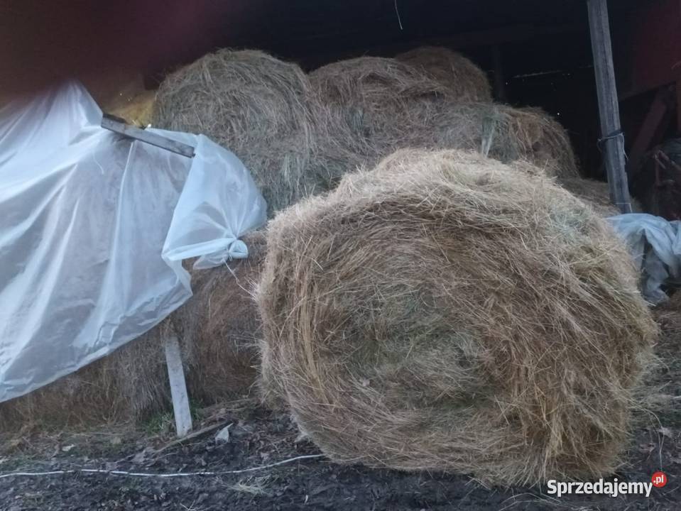 Sprzedam bele siana Chmieleń