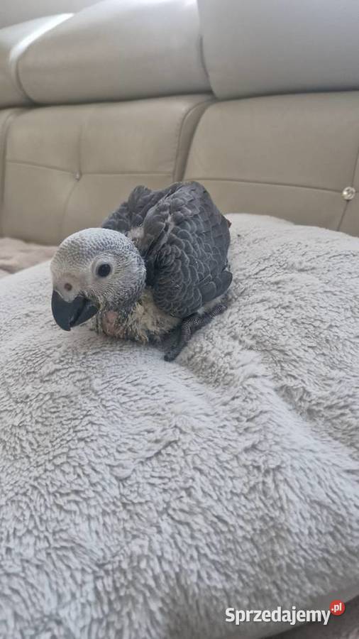 Żako młody samczyk opolskie Zakrzów Turawski