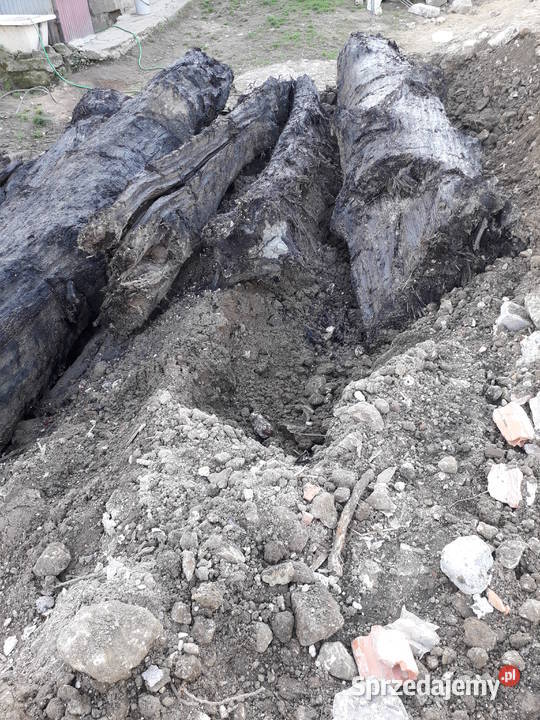 czarny dąb kłody Wieliczka