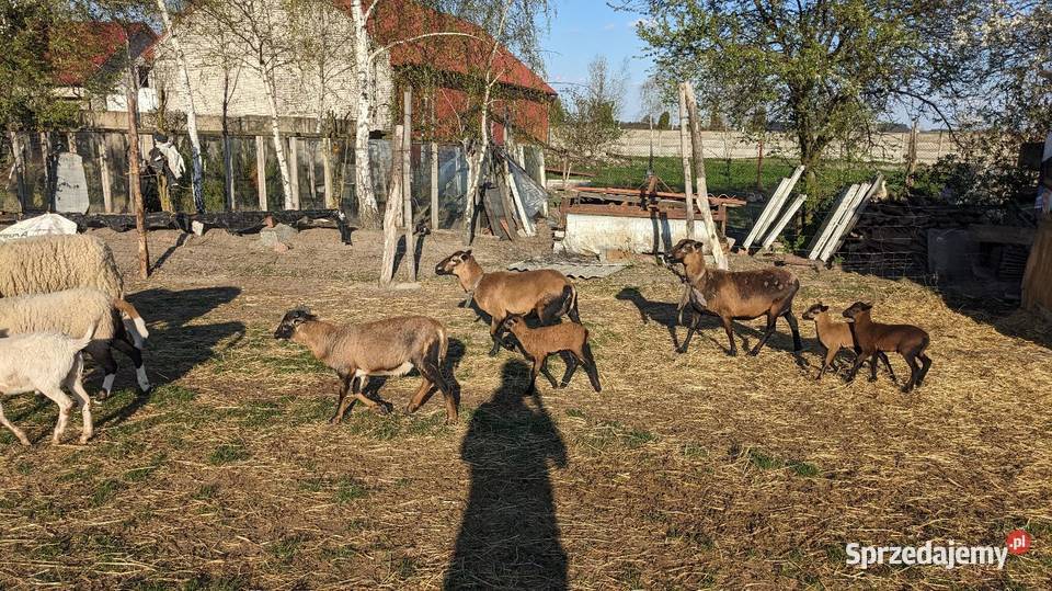 Owce kameruńskie świętokrzyskie Pińczów