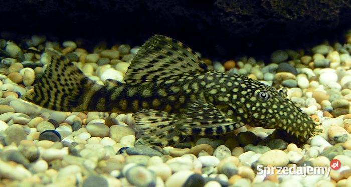 Glonojad Zbrojnik niebieski Ancistrus Gdańsk