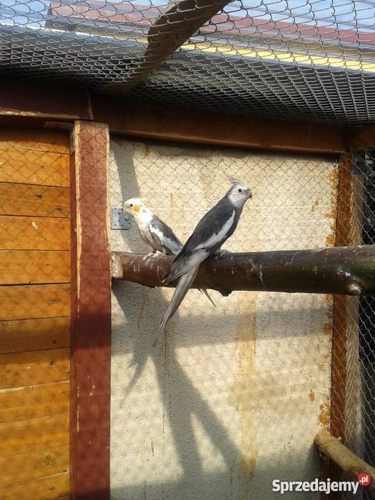 Samiec Nimfy szek Czempiń