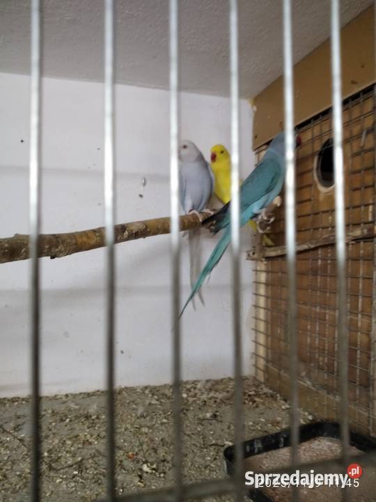 Aleksandertta obrożna sprzedam Świerklany