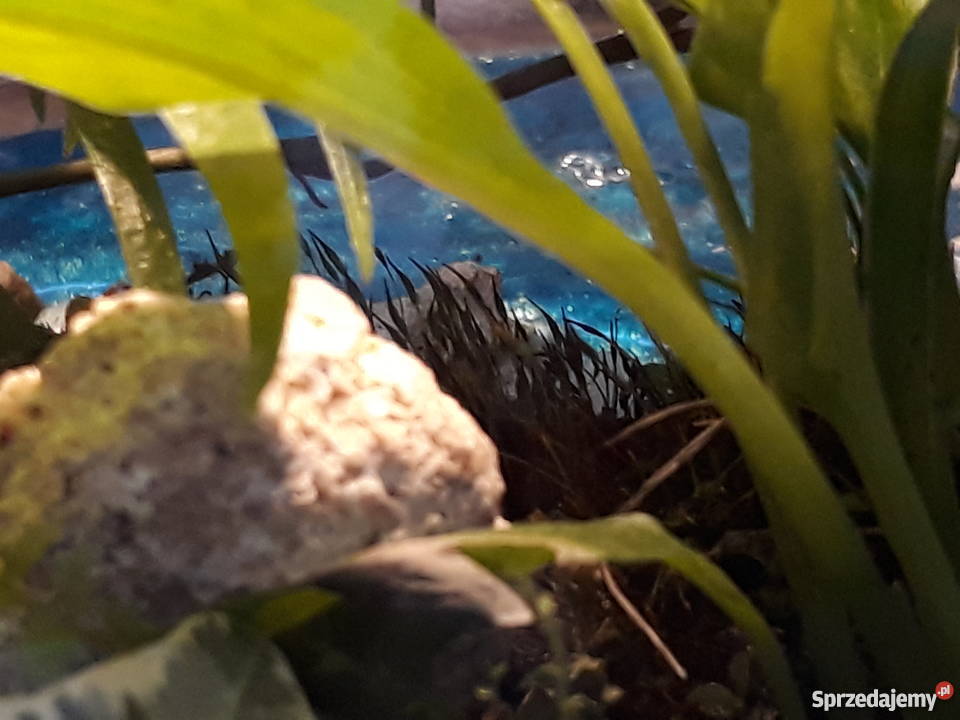 Las w szkle Rajska Wyspa Gdańsk