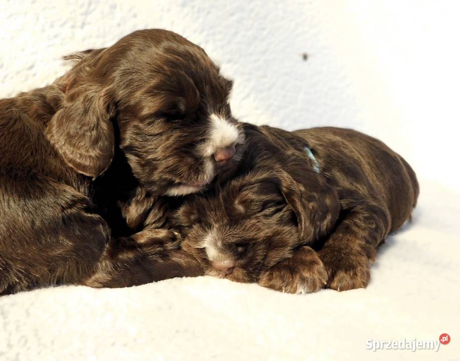Cocker spaniel angielski Ostrowiec Świętokrzyski sprzedam