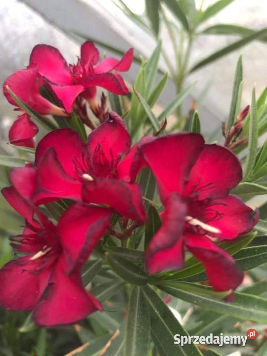 Oleander sadzonki kolor bananowy Skawina