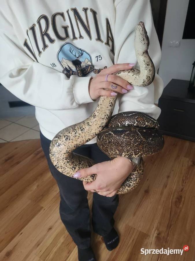 Boa Cesarski samica śląskie Lubliniec