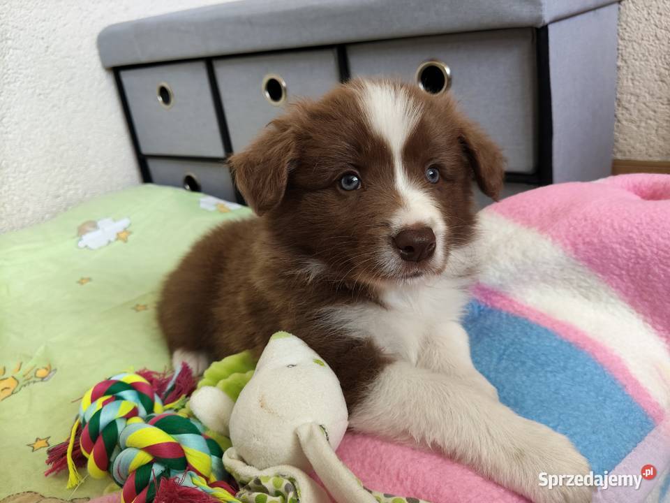 Szczeniak Border Collie ZKwP FCI