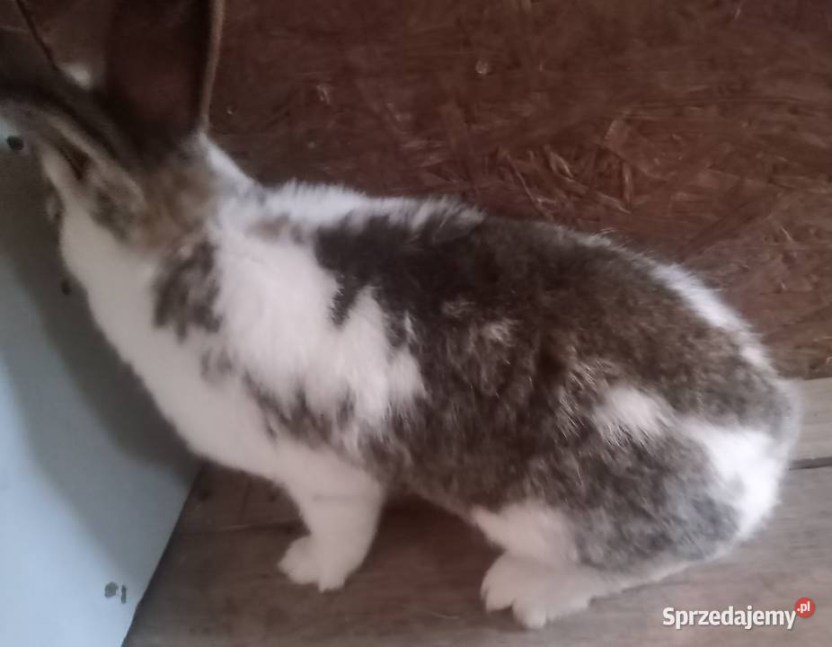 Mam do sprzedania samca szrokacz Gryzonie Zajączki Pierwsze